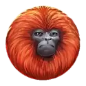 icon 5