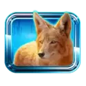 icon 5