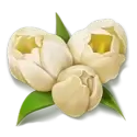 icon 5