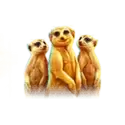 icon 5
