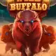 Wild Buffalo