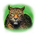 icon 4